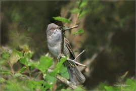 <p>PĚNICE VLAŠSKÁ (Sylvia nisoria) /Berred warbler - Sperbergerasmücke/</p>